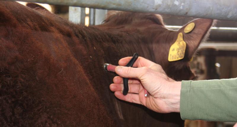A vet’s perspective: Breaking the bad news | Vets facing TB in cattle have shared their experiences of the disease, explaining the impact it has on their professional lives and what it means for the farming families they work with so closely.