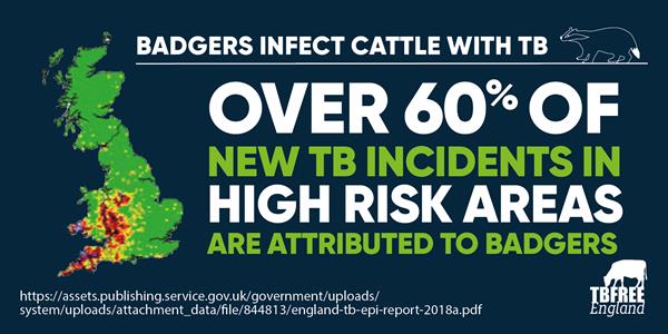Over 60% of new TB incidents in high-risk areas are attributed to badgers