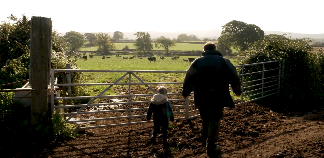 Man and child walking towards a field of cows
