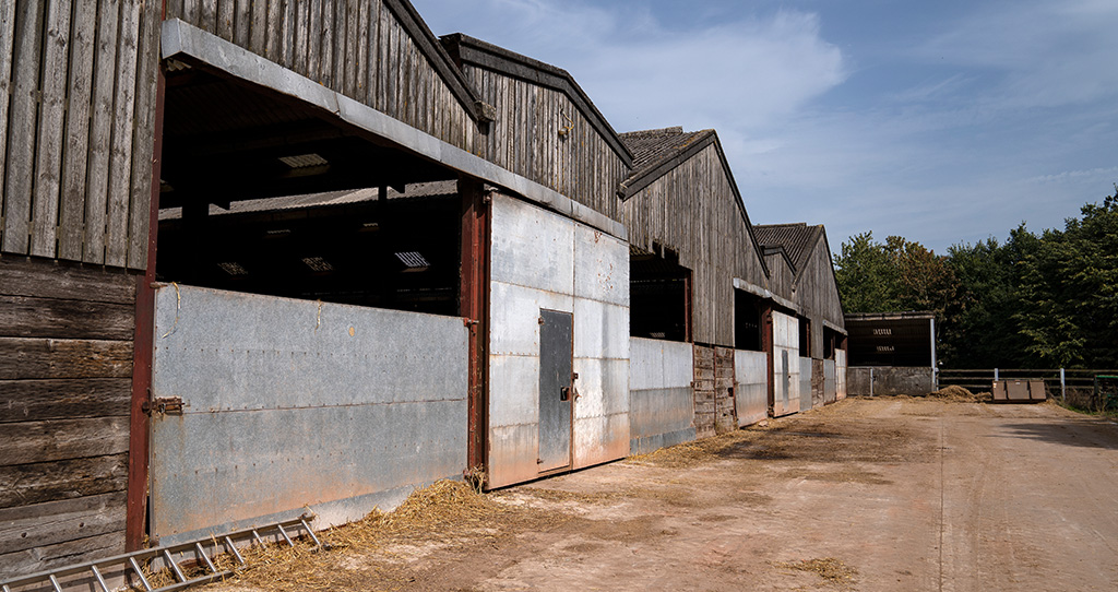 TB cattle shed