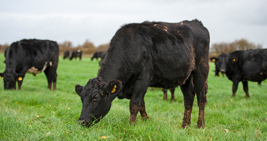 Cows in a field