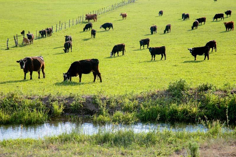 The effects of TB on farm | Watch our videos to see the cost of bovine TB, both economic and emotional, as told by farming families from across the country.