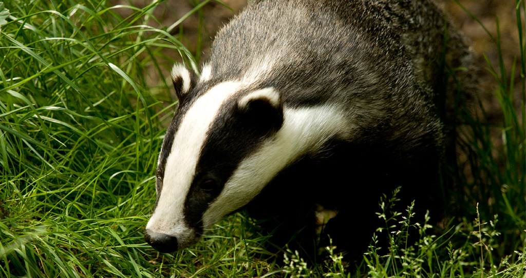 Badger
