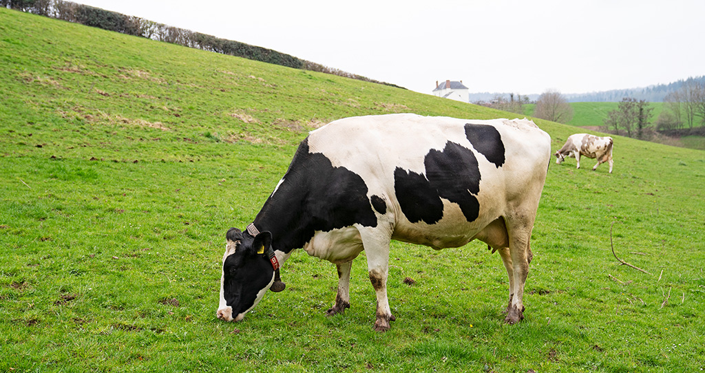 Cow in a field