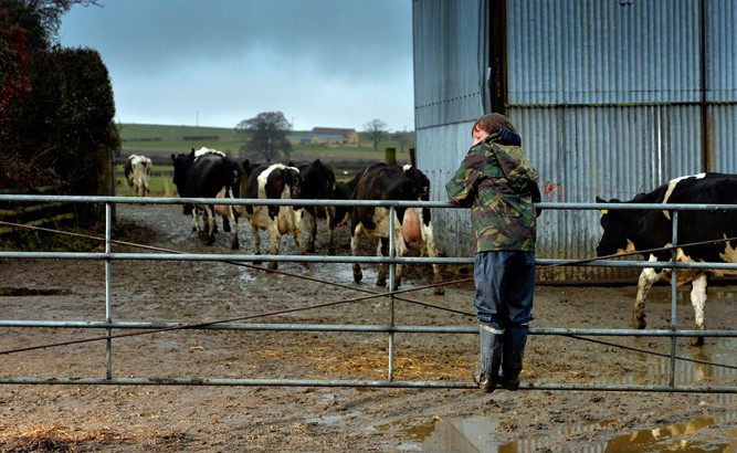 TB testing in Gloucestershire – Rob Harrison’s farm_14943