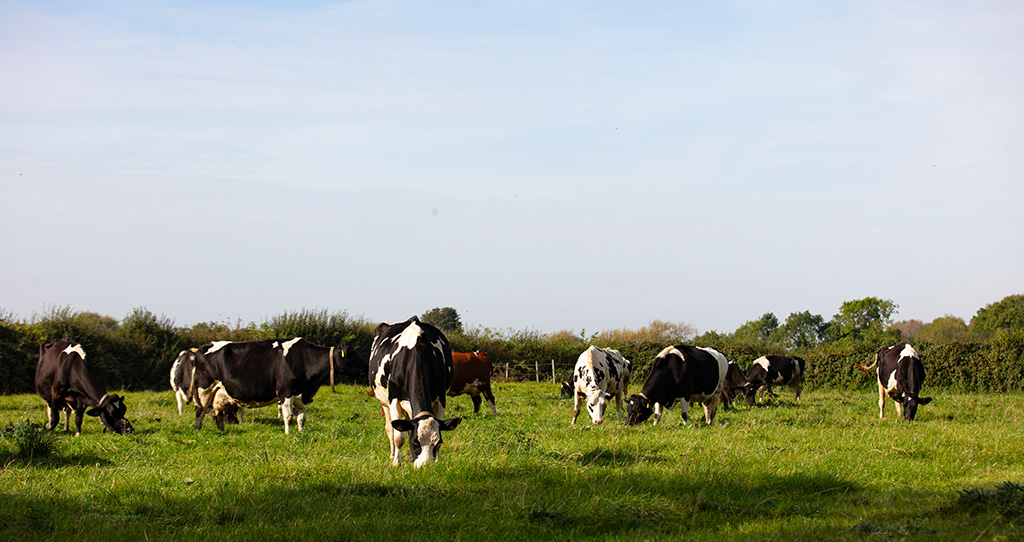Cows in a field