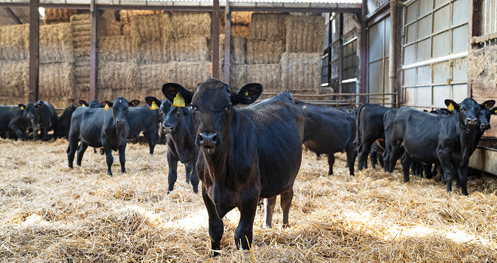 Cows in a shed