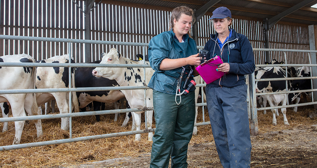 Vicki (with cap) and Rosie (vet technician) going over the data of days work