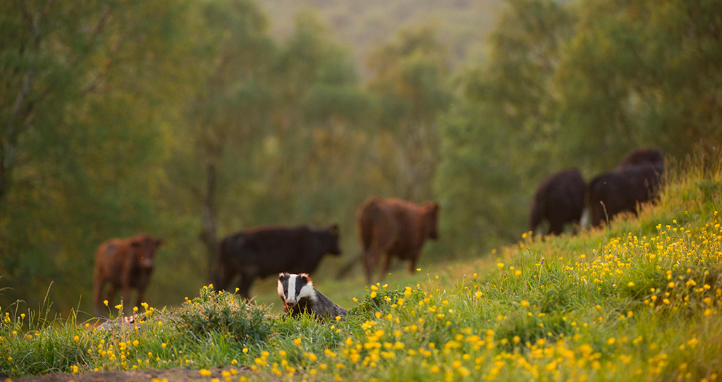 Cows and a badger