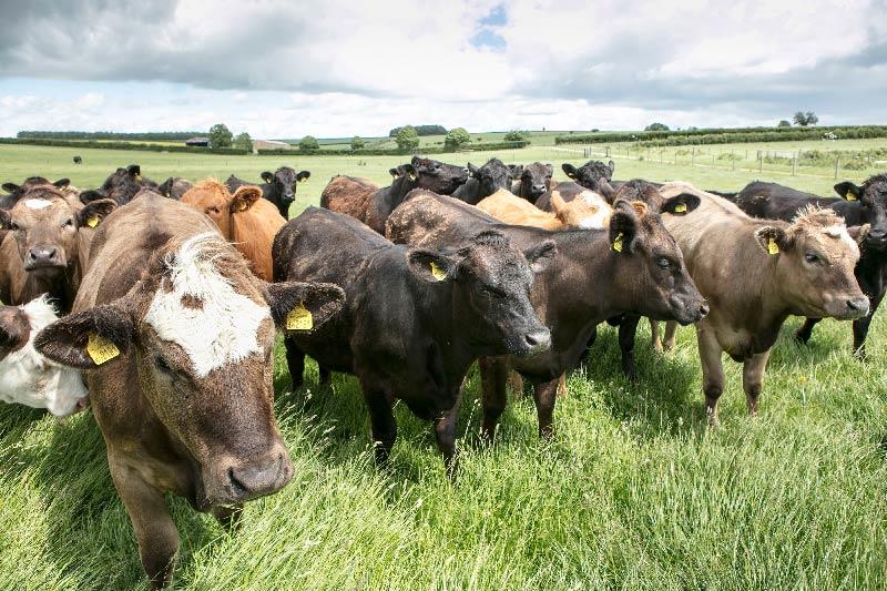 FAQs | What are the most commonly asked questions about bovine TB? And what are the misconceptions? Find out here.